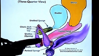 Sensual Sex Education: Tutoring In Female Ejaculation Techniques